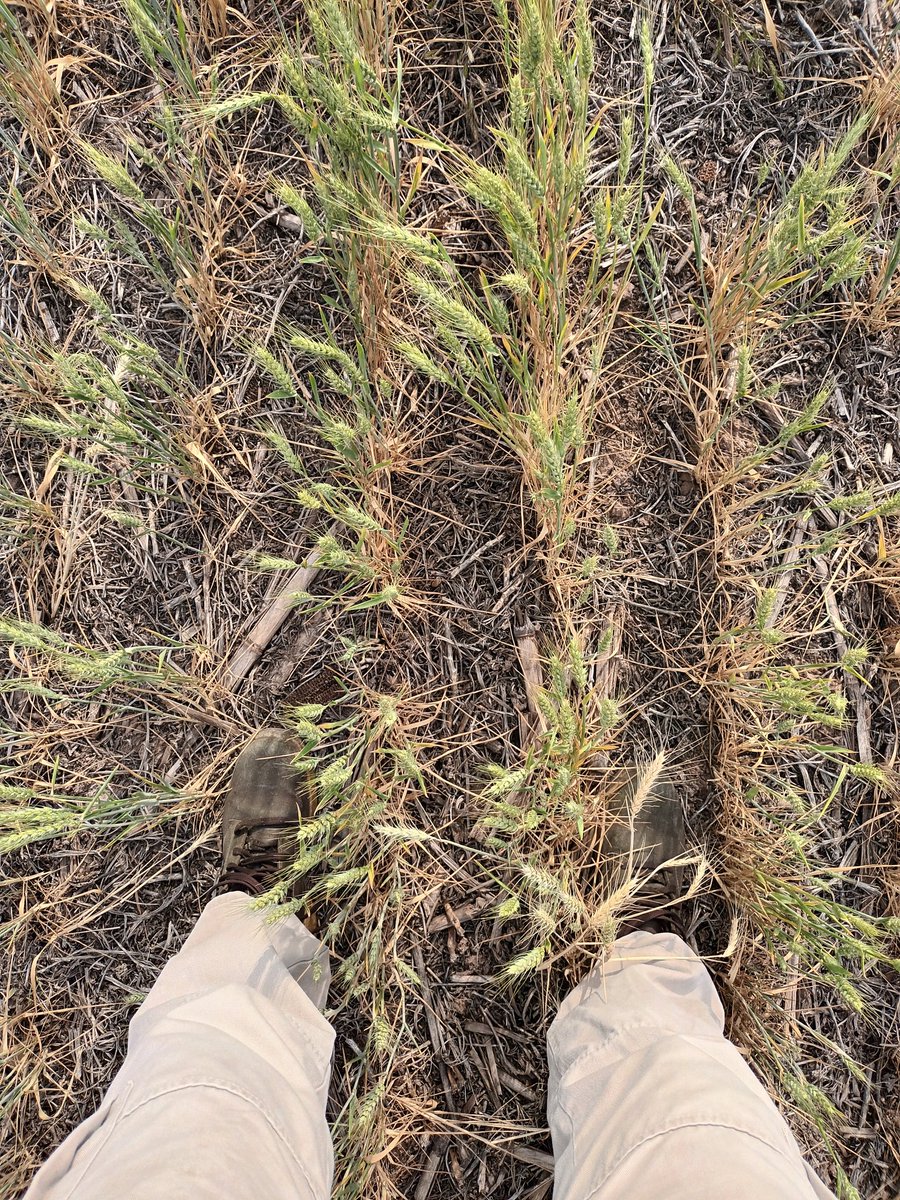 Nicolás Scandolo tweet media