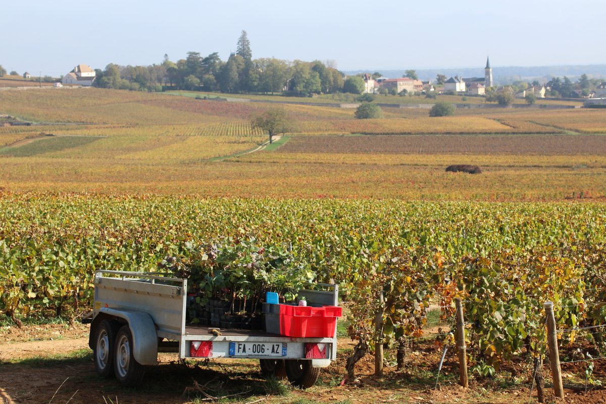 David Roberts MW, Goedhuis Buying Director, reports on Burgundy 2021: a classic vintage, with wines full of fine brightness and energy, but sadly only in tiny quantities. Click here to read: goedhuis.com/pages/burgundy…