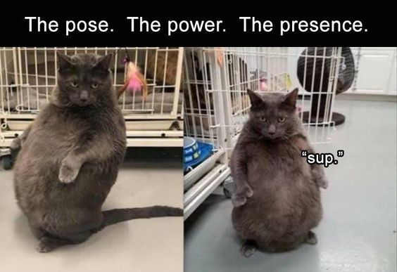 WholesomeMeme's tweet photo. https://t.co/ovHtY6nzez