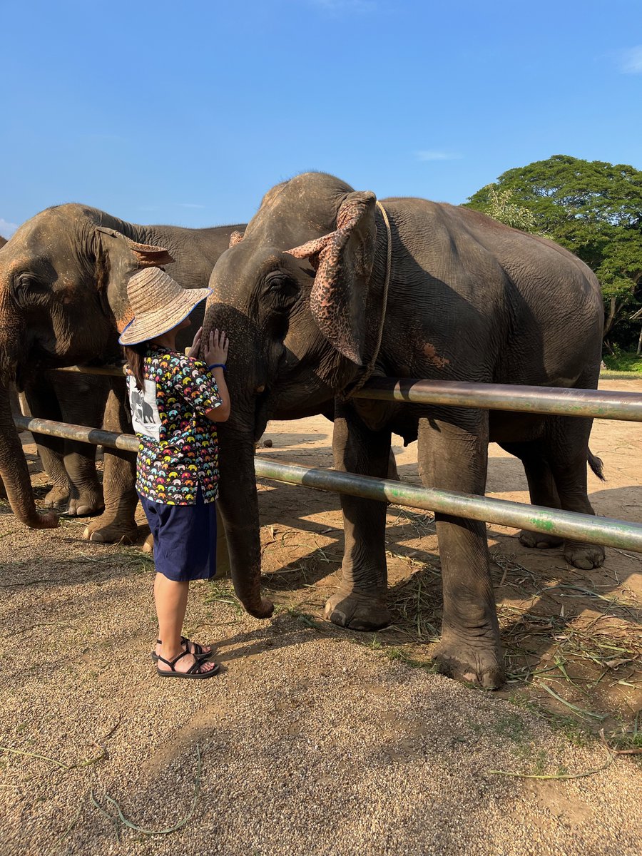 KelleySchool's tweet photo. The Kelley Direct #OnlineMBA immersion trip continues in Thailand, where students have visited companies to learn about sustainability and the Kanta Elephant Sanctuary to learn how they care for elephants previously used for entertainment or logging. #KDGlobal #KelleyDirect https://t.co/AveMbcJL0A