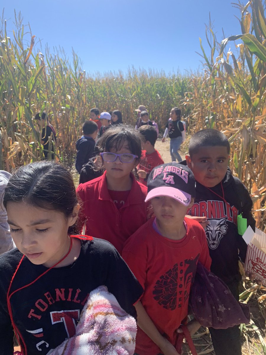 Cornmaze fun! #fieldtrip #tisd #cornmaze #lascruces