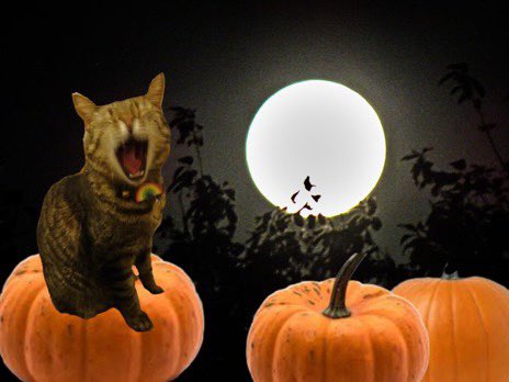 Hedgewatchers's tweet photo. #howlatthemoonnight https://t.co/hEowFyjEgH