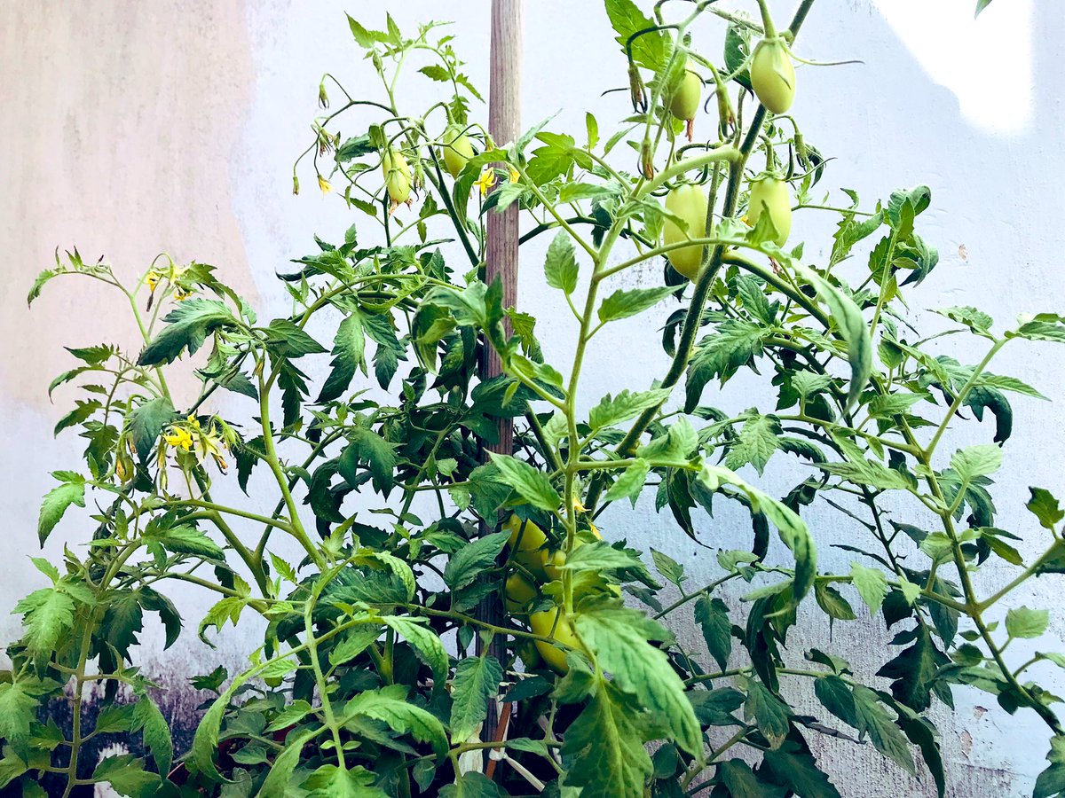 gla_madera's tweet photo. En mi libro “Cómo curar el capitalismo, y el ego, sin morir en el intento” les enseño a cultivar tomates 🍅😉 https://t.co/C2vvfBrugG