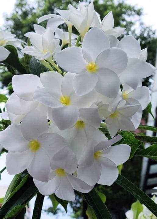 🌞🦋🦋🦋🦋Good morning 💮💮