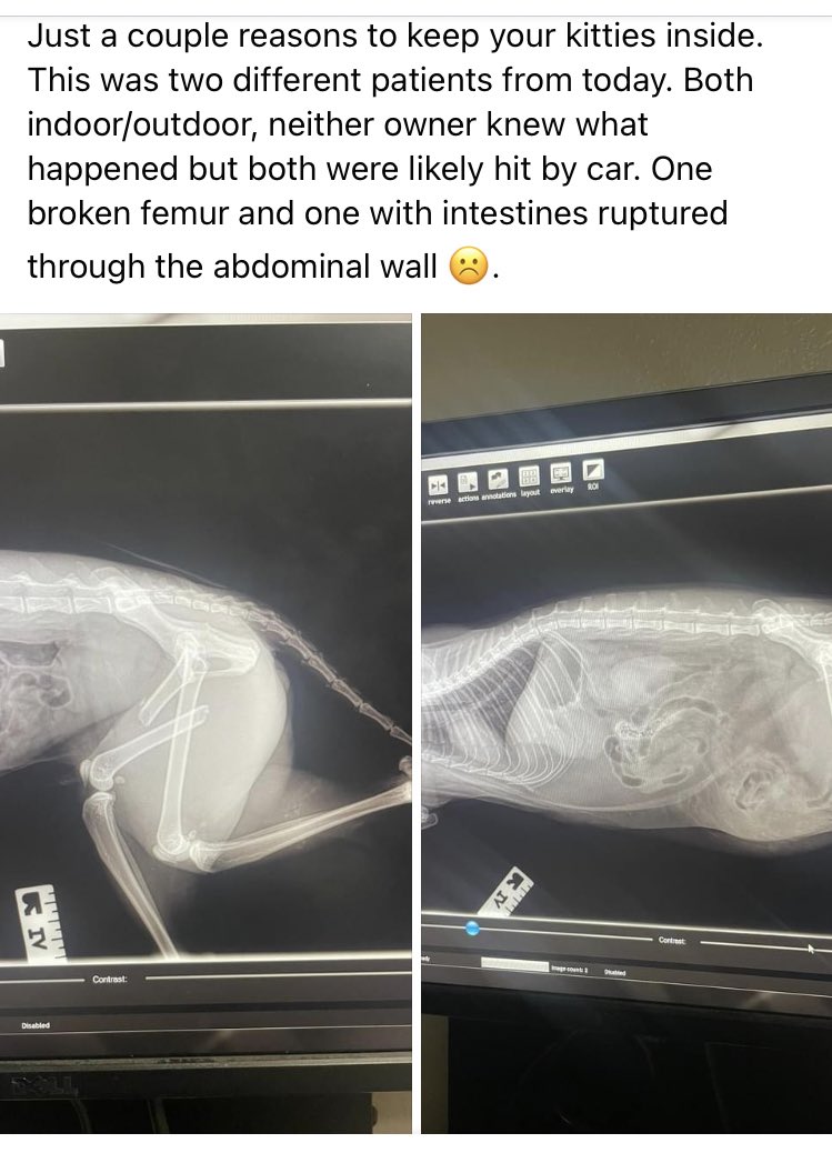 Oh look, two cats with preventable injuries that had to be euthanized bc they were let outside. Wish people who claimed to love their pets took the steps to prevent their pets from being hurt this way #keepcatsindoors