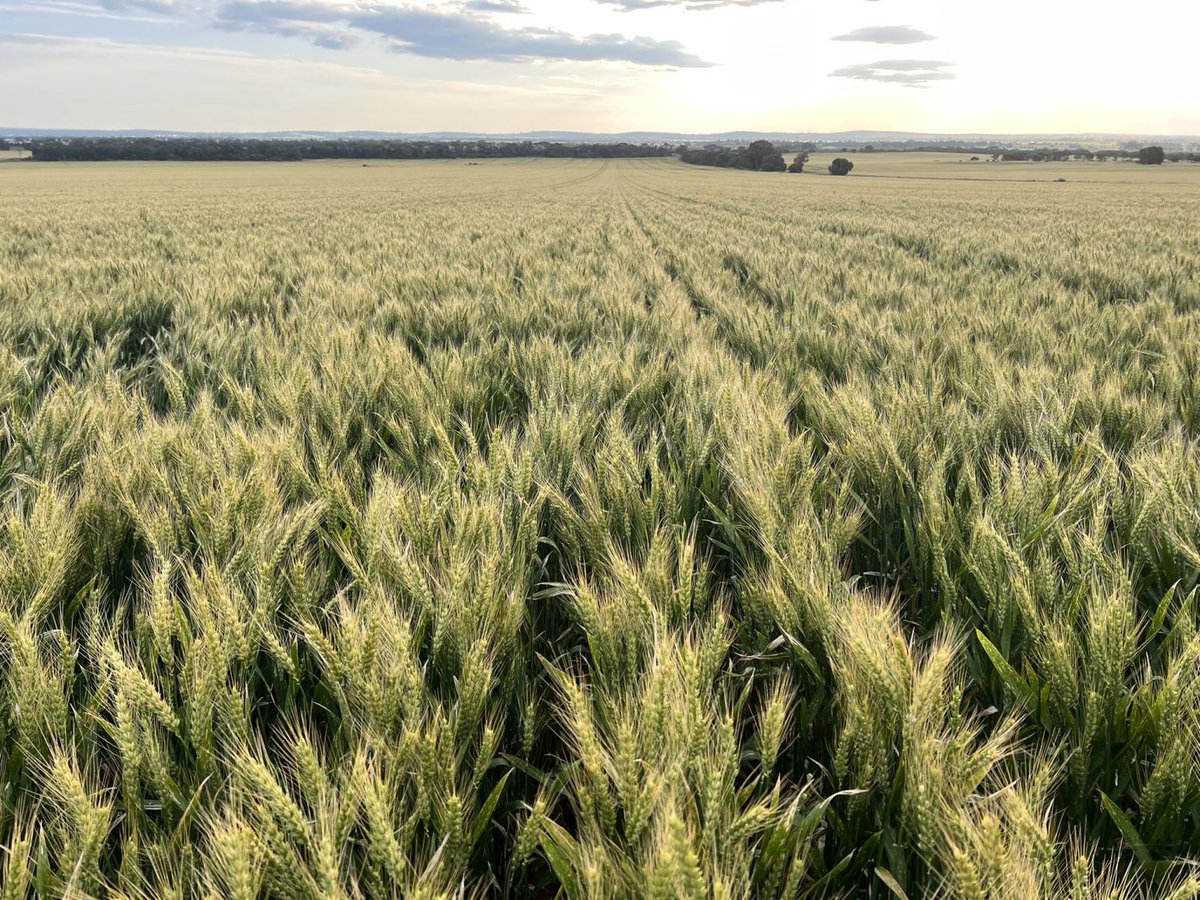 Read NSW DPI's @s_simpfendorfer's take on disease pressure on NSW cereals due to the ridiculously wet conditions #strongerprimaryindustries @Grain_Central @NSWDPI_AGRONOMY  fal.cn/3t5iE 📷 @agrobaz