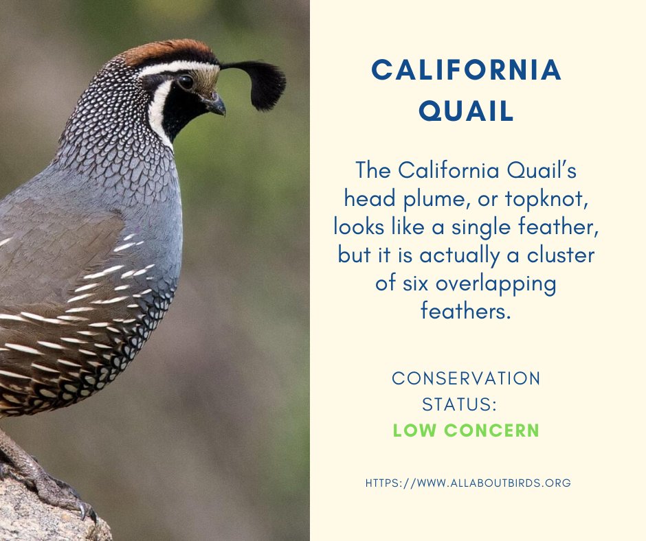 Winging It Wednesday! 

For more information about the California Quail visit: allaboutbirds.org/guide/Californ…