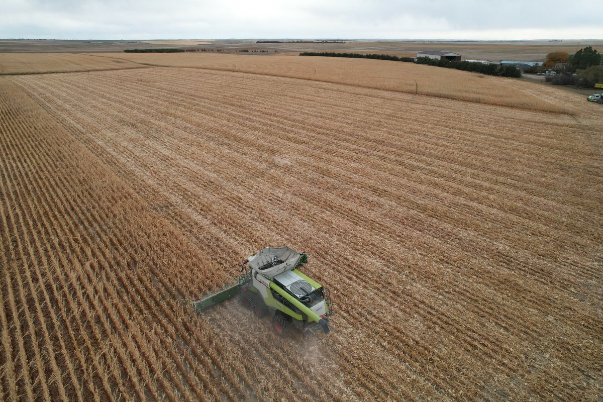 DustinSchmer's tweet photo. Plot day! Exciting results so far. @DKAS_HP @DanMarostica #Bayer4NE @Bayer4Crops #harvest22 https://t.co/MgSiJwIggQ