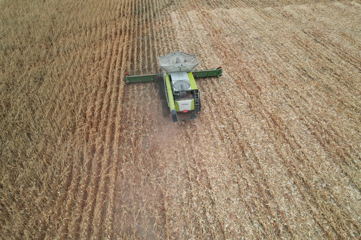 DustinSchmer's tweet photo. Plot day! Exciting results so far. @DKAS_HP @DanMarostica #Bayer4NE @Bayer4Crops #harvest22 https://t.co/MgSiJwIggQ