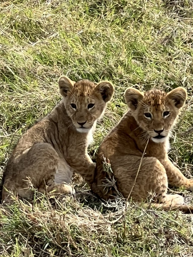 #tanzanie #serengeti aventure extraordinaire - aucune photo pour décrire l indiscible