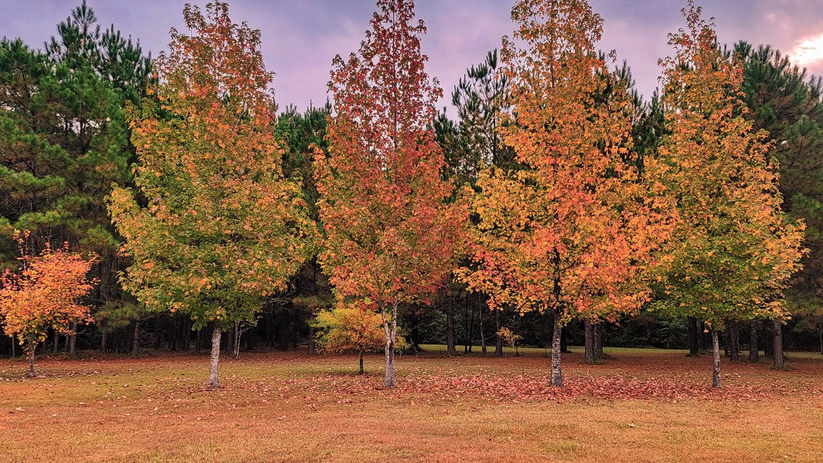 rvturtle's tweet image. Fall on the ranch in Picayune, MS