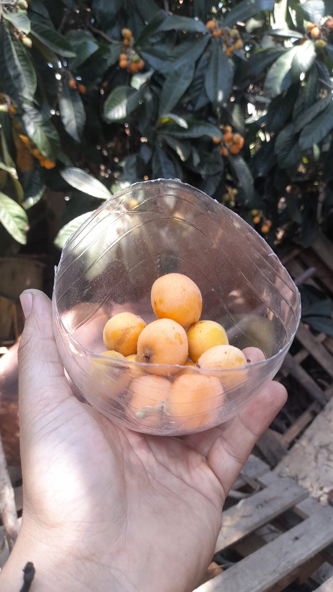 RastaJahime's tweet photo. Nísperos!!! Fruta más buena https://t.co/DPNyHdCTQz
