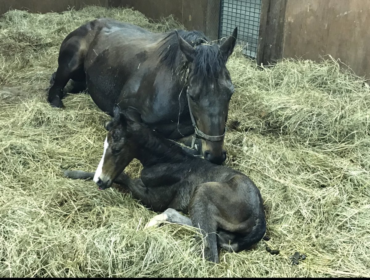 Rose Hill Farm tweet media