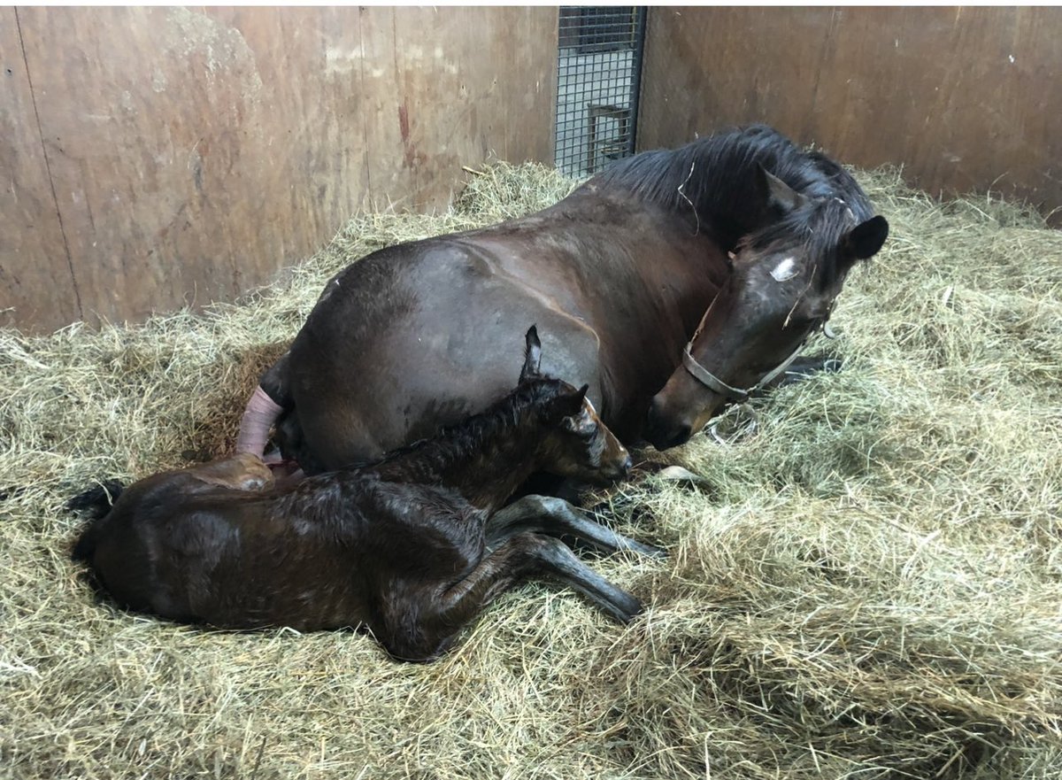 Rose Hill Farm tweet media