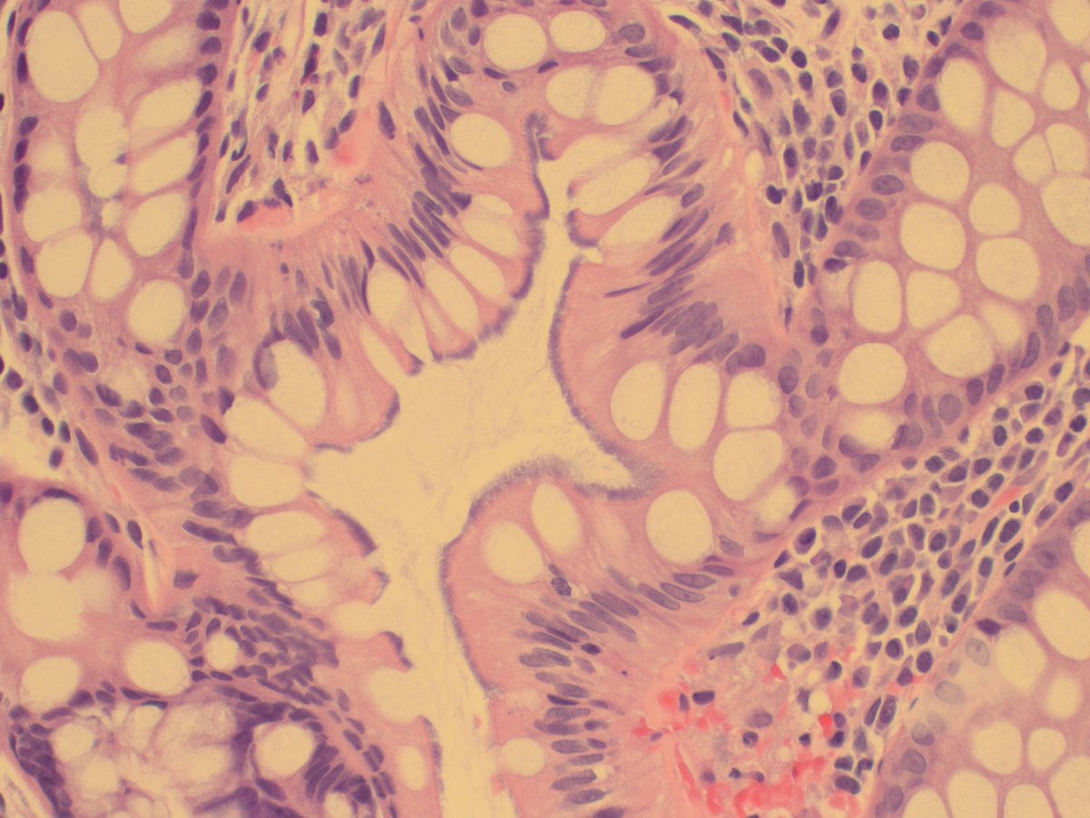 @MCWPathology tweet media