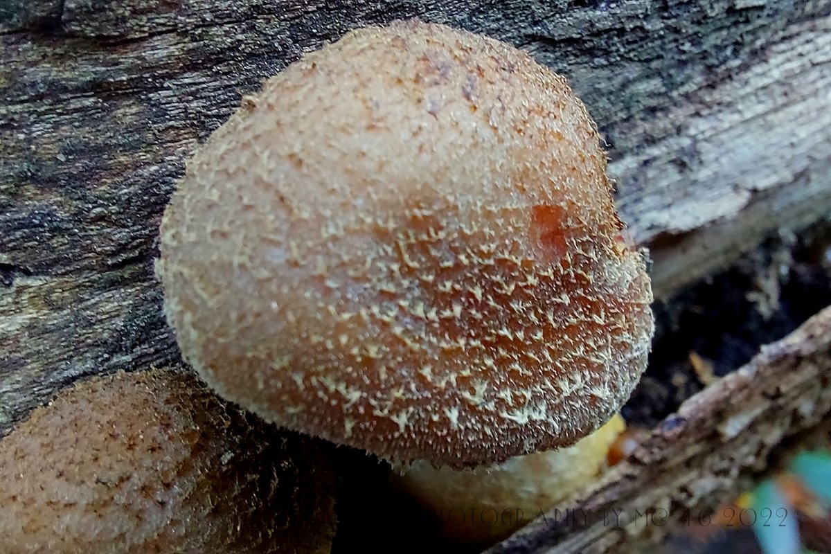 KaptainCosgrove's tweet photo. " More To Sefton Park Than Just The Palm House..."
@ILoveSeftonPark
@B4Biodiversity
@LiverpoolParks
@The_Palmhouse
#Mushroom #FungusOrFungi #NotAClue https://t.co/Sj7x5nIkg1