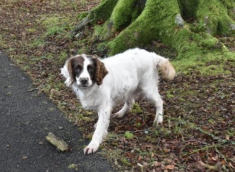 rosieDoc2's tweet photo. #SpanielHour 

MOLLY missing (ELDERLY) 
#Monea nr #Enniskillen #CoFermanagh #BT74 
NORTHERN #IRELAND 

Tagged/chipped/spayed female #Spaniel cross 

21/10/21 

https://t.co/pXO7Xc3rli
@MissingDogsIrl @StolenNi @MissingStolen @thomp918 @LindaFu73078079 @rosiedoc666 @joannew0112 https://t.co/Aeam9crx80