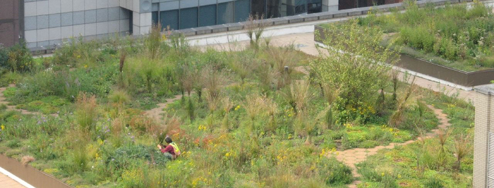 Biophilic Cities tweet media