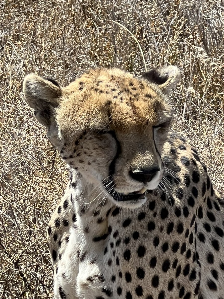 #tanzanie #elephants ce ne sont pas les photos de <a href="/laurentbaheux/">Laurent Baheux Photo</a>  mais des moments merveilleux au #serengheti