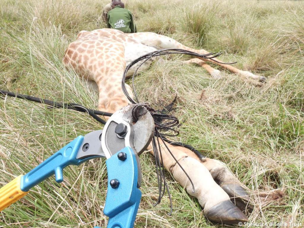 Africa Updates on Twitter "RT SheldrickTrust Snares can be small