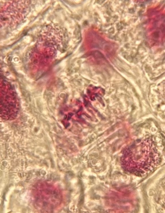 Dani Muñoz tweet media