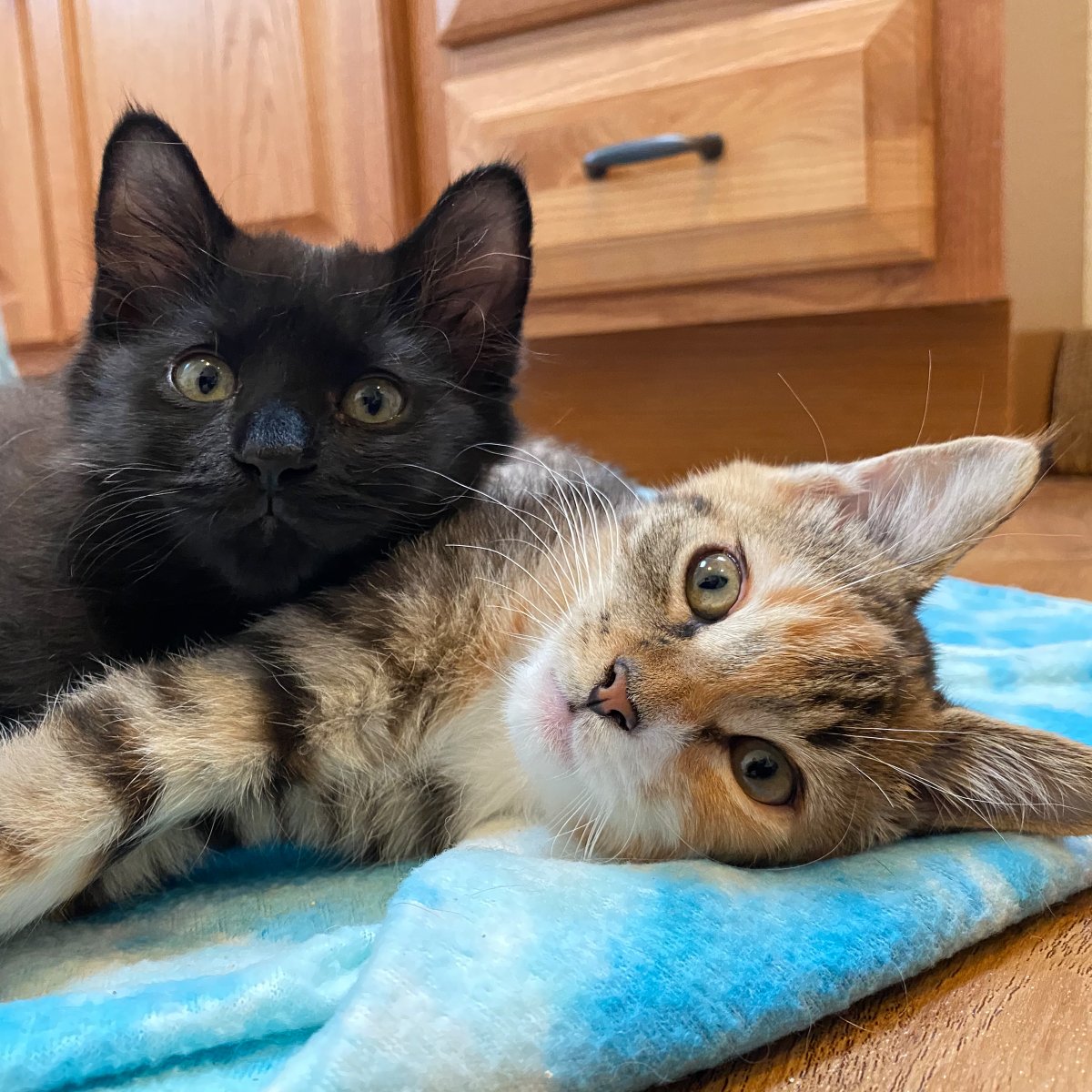 In case you missed this somehow... we've officially adopted MAZ and CALYPSO our two foster kittens! 🖤🧡💛 While we weren't really thinking about adopting again so soon after losing Cole... these two just stole our hearts! NEW VID: youtube.com/watch?v=1v_1Oo… #CAMFAM #NewKittens