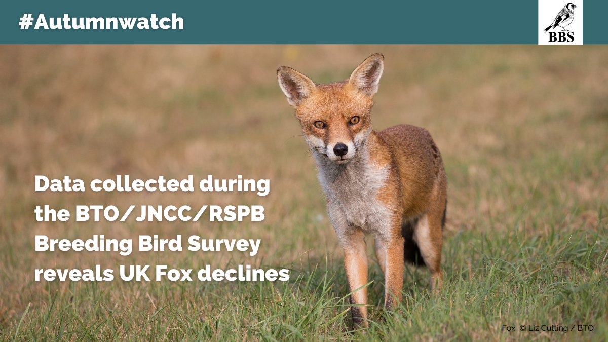 According to data from the Breeding Bird Survey, Red Foxes have declined by 46% across the UK since mammal monitoring became part of the survey in 1995. You can find out more about mammal monitoring here: bto.org/bbs-mammals #Autumnwatch @_BTO @JNCC_UK @RSPBScience