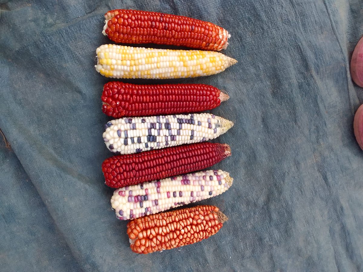 I received this very beautiful photo of indigenous maize from my mother this evening:) Did you know that the Kenyan government recently passed a law that restricts the exchange or sale of Indigenous seeds? We should strongly oppose this law. @MissNasike @gp_kenyagroup