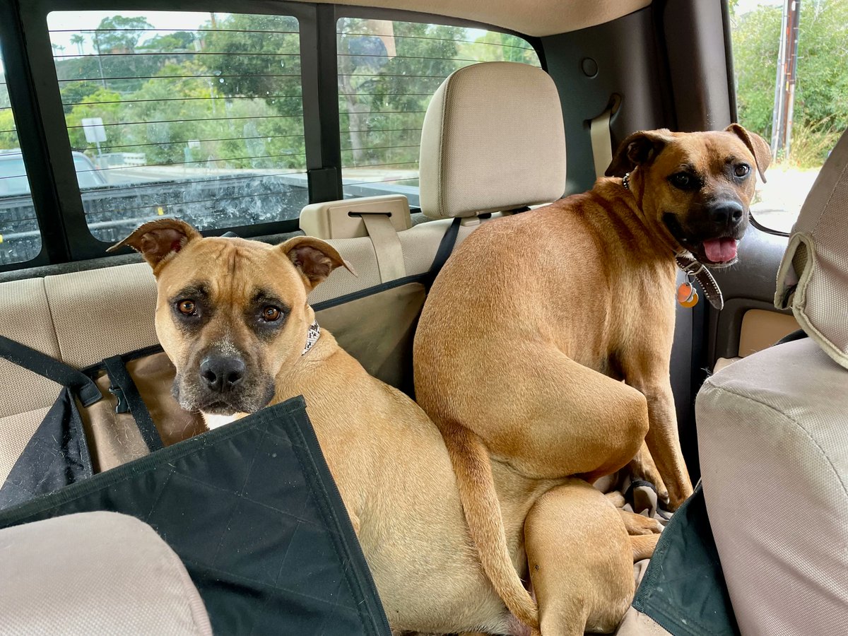 KeefriderCustom's tweet photo. Little brothers - am I right??🙄 🤣 https://t.co/MFWV1hCqZm