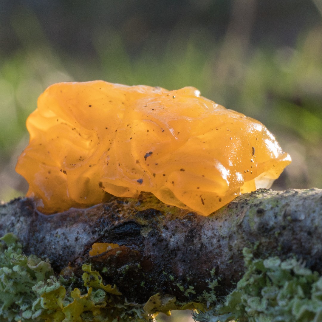 Something wicked this way comes…

Stop by for a spell and discover these spooky fungi oozing in the dark. We’ve got yellow brain fungus, slime mould and even dead man’s fingers. Now, where’s our cauldron?
