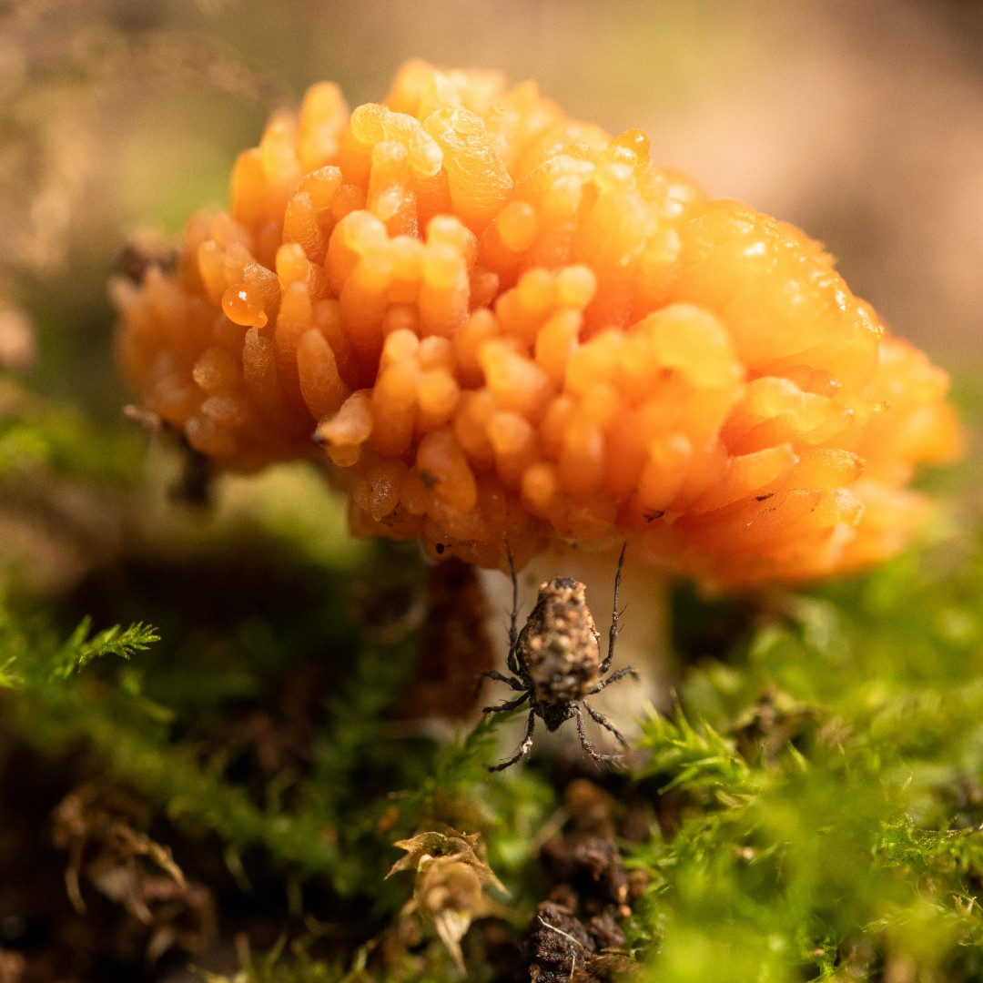 nationaltrust's tweet photo. Something wicked this way comes…

Stop by for a spell and discover these spooky fungi oozing in the dark. We’ve got yellow brain fungus, slime mould and even dead man’s fingers. Now, where’s our cauldron? https://t.co/RSGdX3zX3C