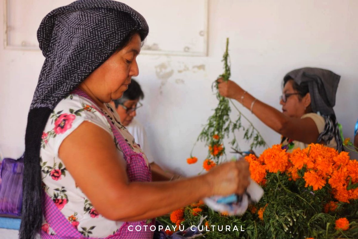 En víspera del Día de Muertos, la comunidad zoque de Tuxtla Gutiérrez, realizó la ensarta de flor de musá o conocida como flor de cempasúchil.

Una tradición que aún se conserva en la capital chiapaneca.

📸: René Arauxo