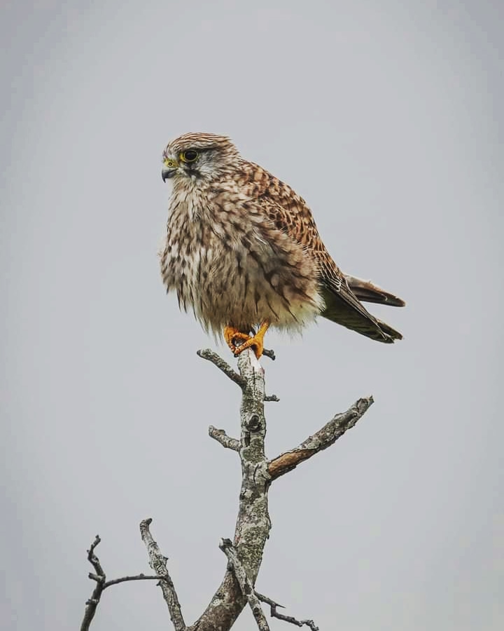 ABeautifulIsla1's tweet photo. A #kestrel on the #norfolkbroads earlier this month. https://t.co/Jxi9clRbZC