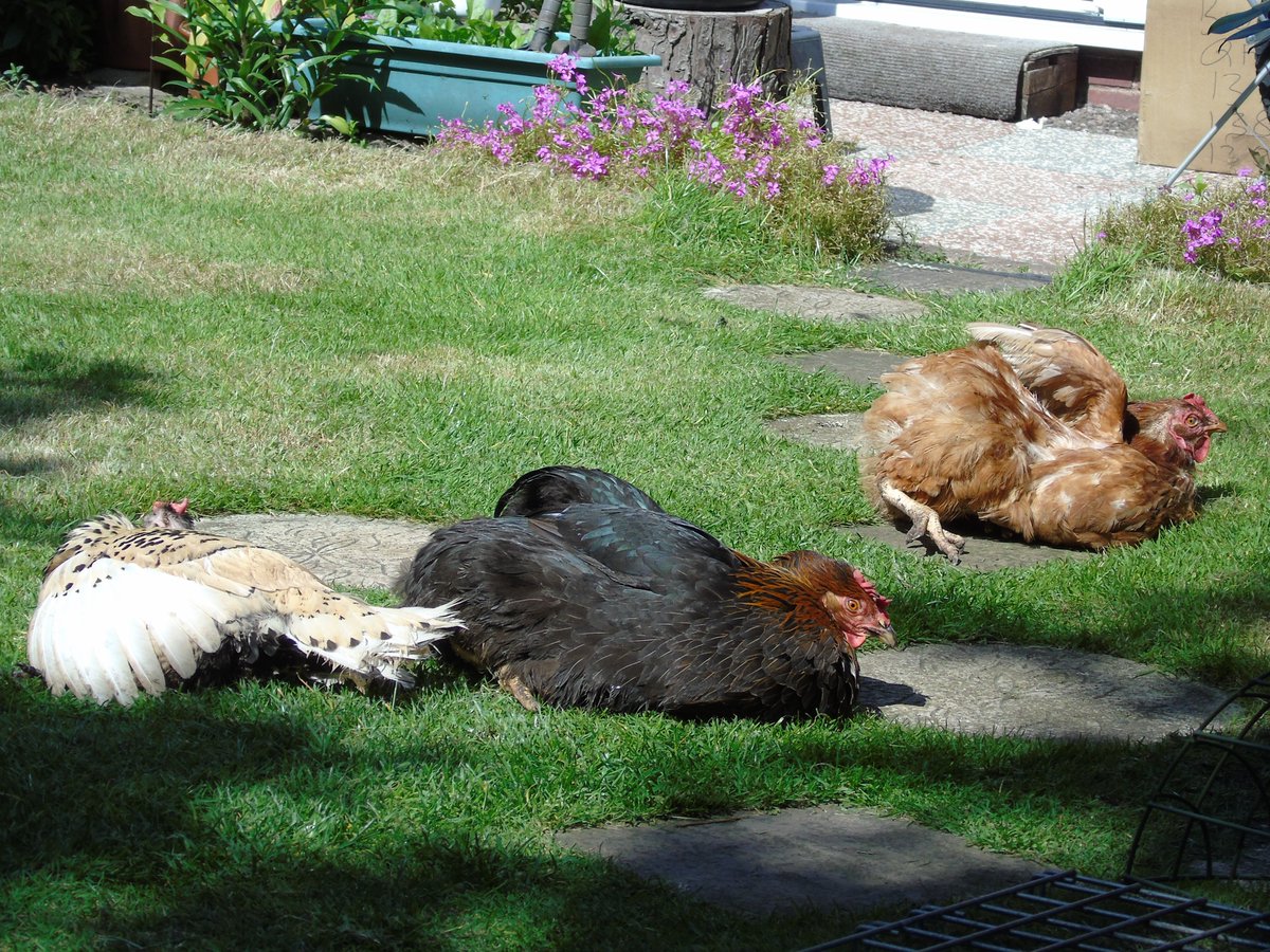 MyGarden_Uk's tweet photo. Girls Sunbathing.
Something to take your mind off everything going on.
#LookShinyThing
#Chickens
#Sunbathing
#TwitterNatureCommunity
#SpendTimeWithNature
#OldPhotos
#ItsGoodForYou #ILoveNature https://t.co/StVJenpM0L