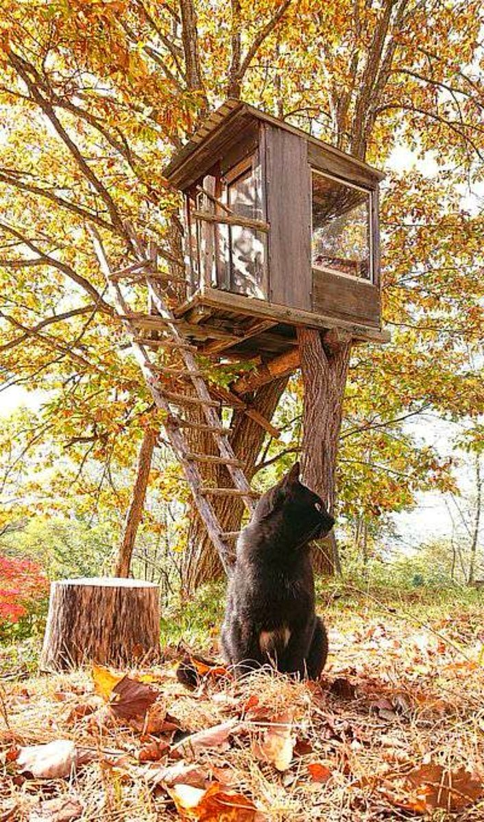 cat tree no humans scenery autumn outdoors black cat  illustration images