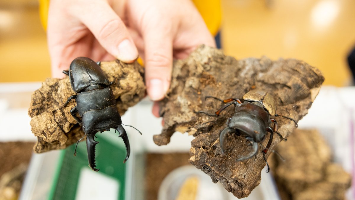 Cornell's tweet photo. Community members experienced the bizarre, beautiful &amp; beneficial insects of the world at @CornellCALS and @InsectsCornell's Insectapalooza. 🔎🕷🐛🦋

This year’s theme, Glad to Bee Back, refers to the festival’s return after a two-year hiatus. https://t.co/dRkhML2kTX