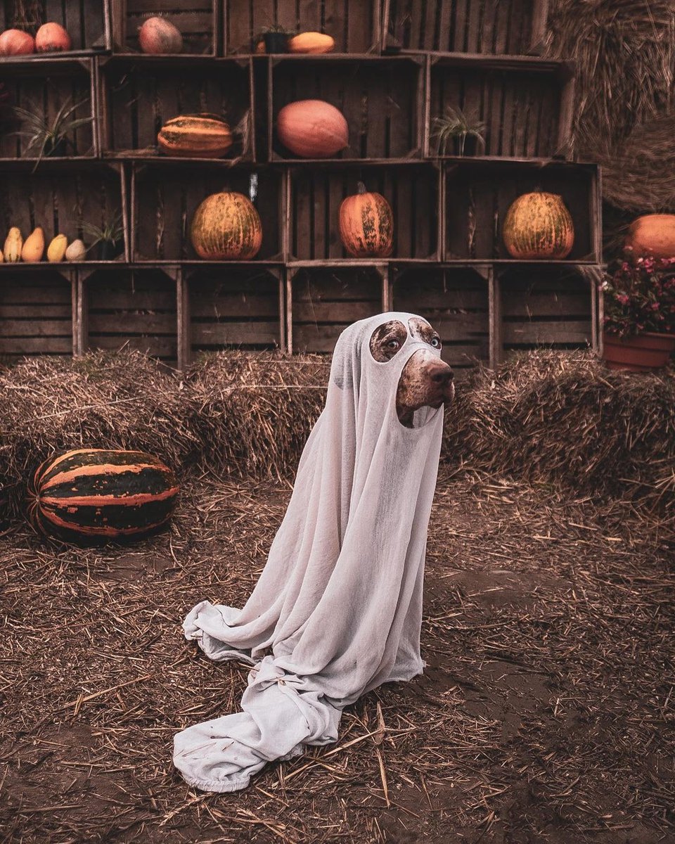 The ghost with the most. 👻

Are you looking forward to Howloween?? We sure are! 

📸 @hula_catahoula__cleopatra