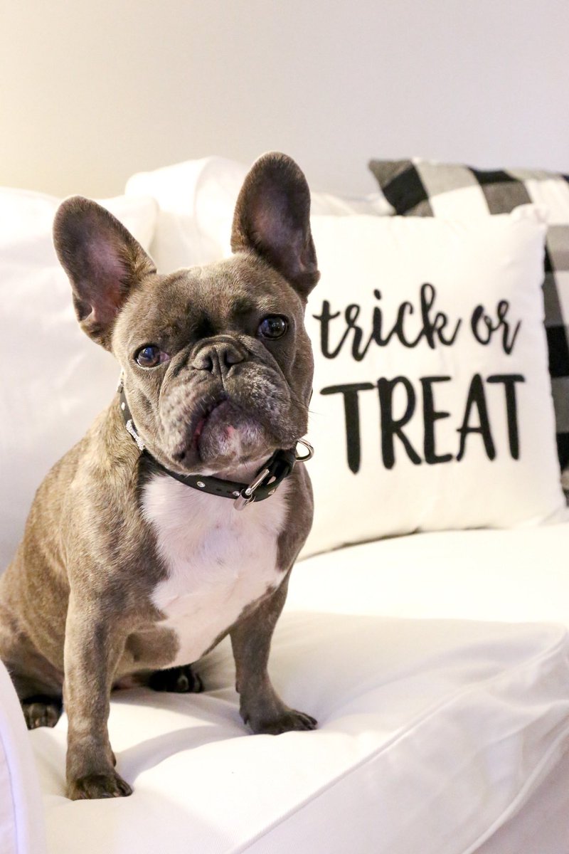 VanderpumpPets's tweet photo. Itโs almost time to go Trick or Treating! ๐๐ธ๐ท Whatever your pup is dressing up as, make sure their accessories are READY! We recommend our Vanderpump Pets Diamond Bone Collar and Leash Collections! Hurry and shop now before itโs too late! #VanderpumpPets https://t.co/iSANUFlihk