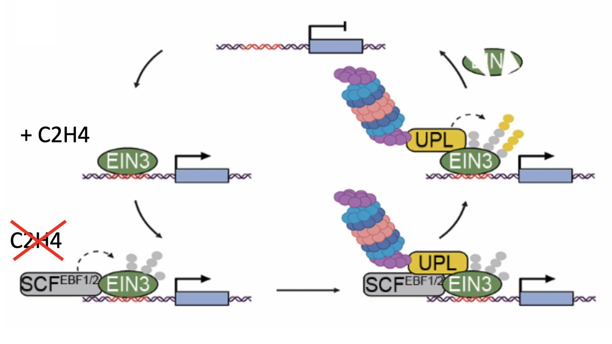 Thomas Potuschak (@potuschak) on Twitter photo Exciting story by the amazing <a href="/SpoelLab/">Spoel Lab</a>  and his incredibly gifted Zhishuo Wang and coworkers. Very grateful to have been able to make a  minuscule  contribution. British labs are really leading the research on proteolysis in plants.
 science.org/doi/10.1126/sc… Exciting story by the amazing <a href="/SpoelLab/">Spoel Lab</a>  and his incredibly gifted Zhishuo Wang and coworkers. Very grateful to have been able to make a  minuscule  contribution. British labs are really leading the research on proteolysis in plants.
 science.org/doi/10.1126/sc…