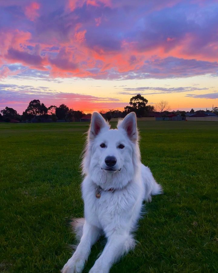 just_gsd's tweet photo. Pretty Cute - #germanshepherd #dogsoftwitter  @talesofoakley https://t.co/kNGA04dlaO