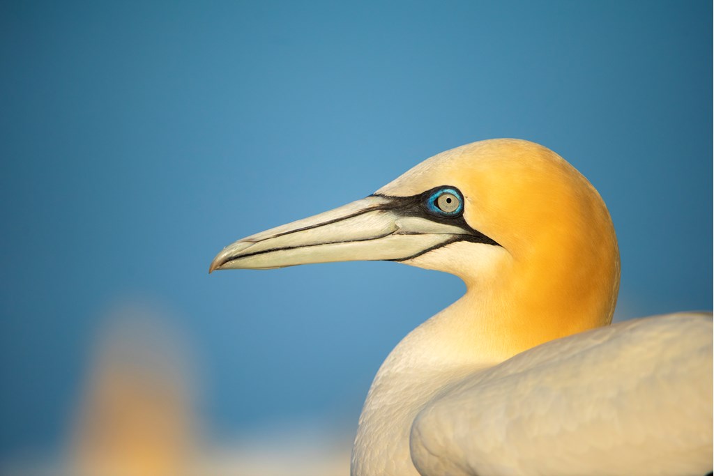 Great skuas (bonxies) and gannets were particularly hard hit by bird flu this summer. Scotland is globally important for these species. Read our account of a visit to see gannets at Troup Head. WARNING: distressing content. community.rspb.org.uk/ourwork/b/scot… #Autumnwatch @BBCSpringwatch