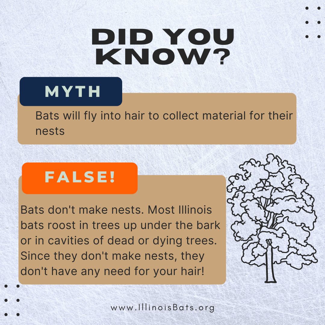 Happy #BatWeek! Our team at the 
<a href="/INHSillinois/">Illinois Natural History Survey</a> Illinois Bat Conservation Program will be sharing fun bat myths &amp; facts throughout the week! A common question we get asked, "Don't bats go straight for your hair??" 
#BatWeek2022