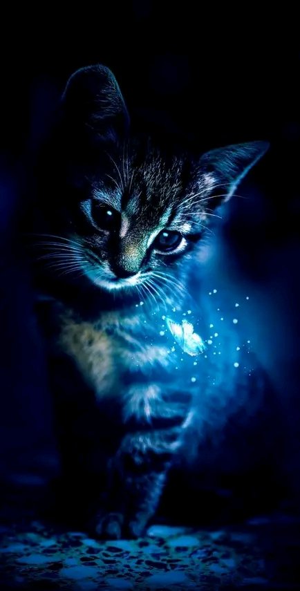 My  love ❤ for pets 
Black is beautiful 
Tempes