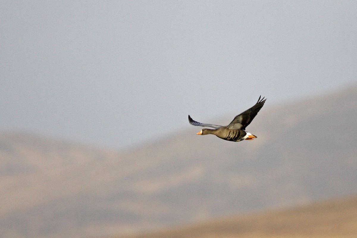 With bird flu having such a devastating impact this year, James How from our Islay nature reserves shares with us the excitement, tinged with apprehension, as geese begin to arrive for the winter. community.rspb.org.uk/ourwork/b/bird… #Autumnwatch @BBCSpringwatch 📷 Philip Mugridge –Alamy