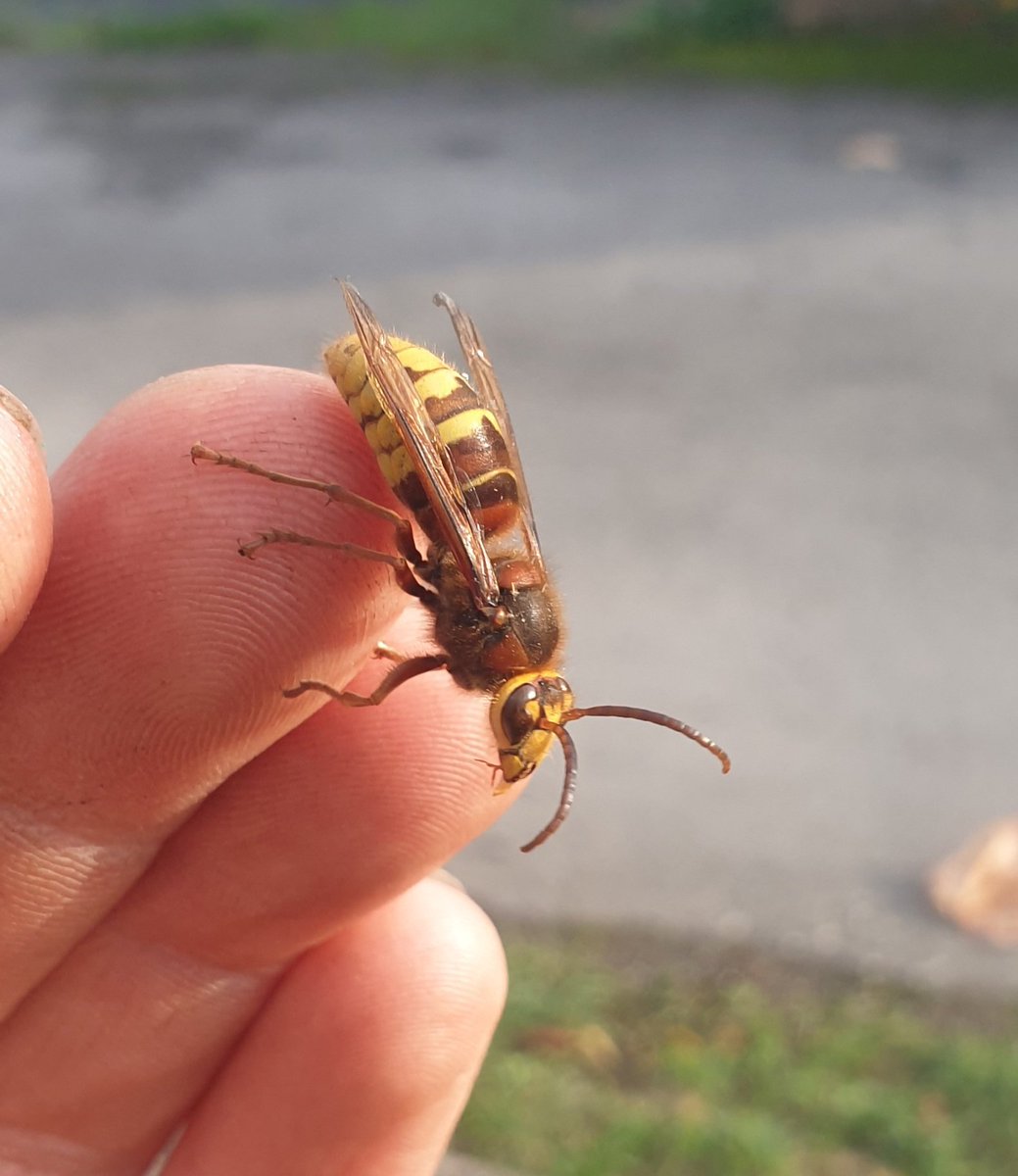 LydiardTurkeys's tweet photo. He looked chilled so I picked him up! We parted as the best of friends. Amazing creatures up close
#wildlifewednesday
#hornet
#friendnotfoe https://t.co/hgX04lBJrr