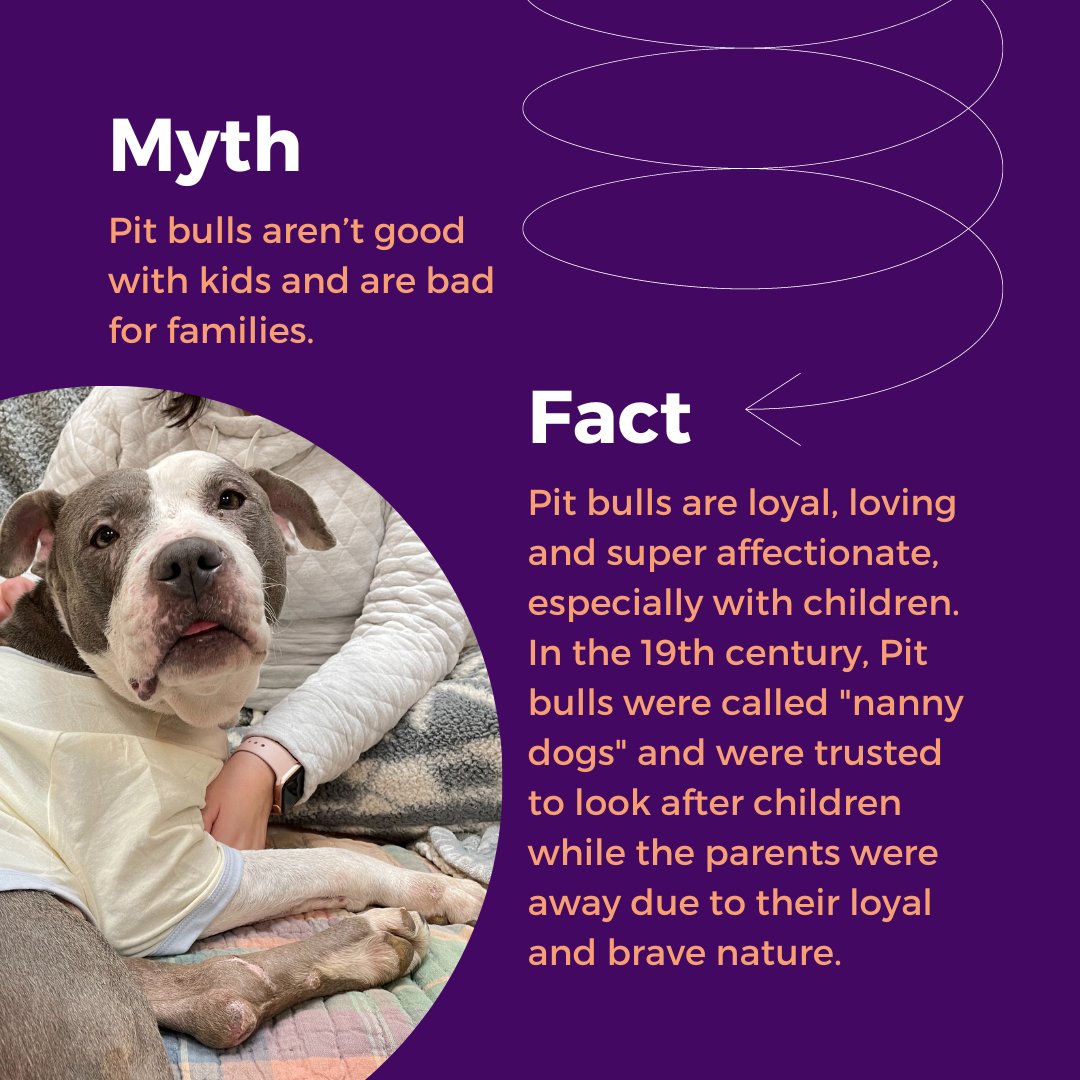 ElPasoAnimalSvc's tweet photo. This #NationalPitBullAwarenessDay we are combatting some common myths surrounding this amazing breed with some cold hard facts!
#NPBAD #PittiesRule https://t.co/sx1nhXJcBY