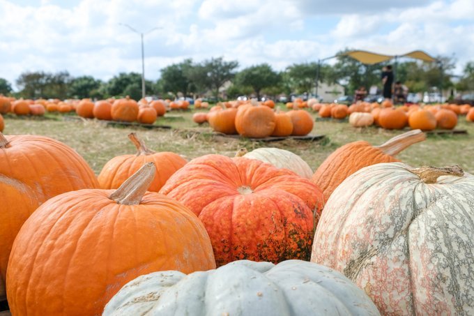 The <a href="/AggieHabitat/">Texas A&M Habitat</a>'s pumpkin patch is open! #NationalPumpkinDay 🎃 

Swing by to grab a pumpkin, pose for cute photos, and help raise money for <a href="/BCSHabitat/">BCS Habitat4Humanity</a> throughout the rest of October! tx.ag/HabitatPumpkin