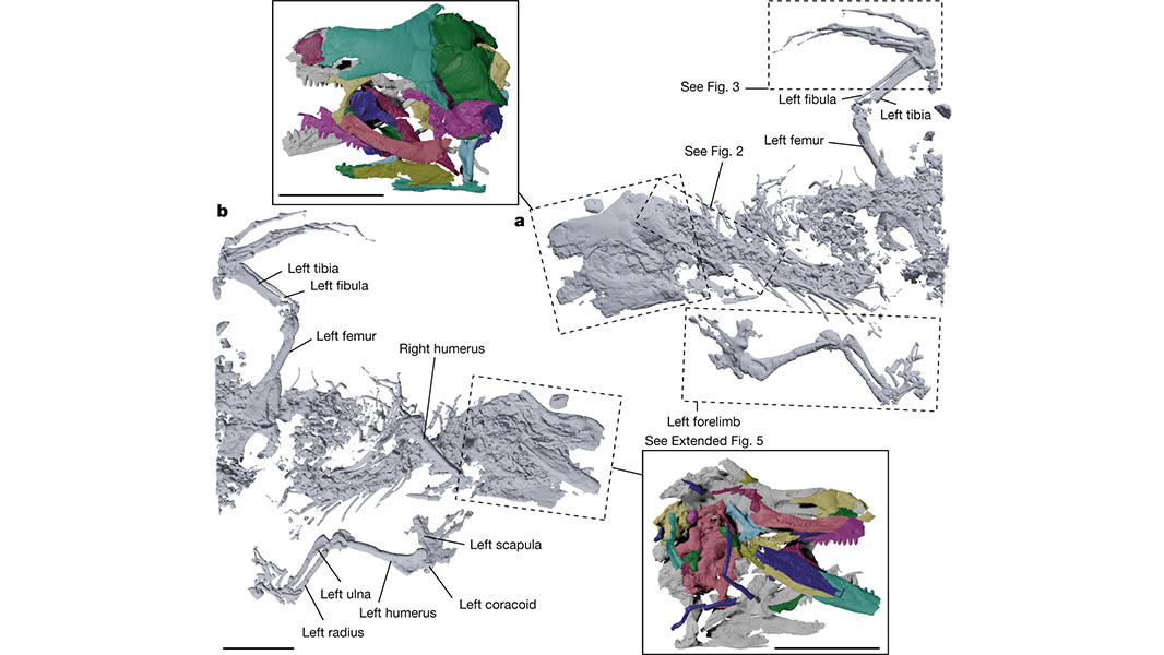 A @Nature paper presents the near-complete skeleton of an early reptile from the Middle Jurassic period of Scotland. go.nature.com/3Fi7aLi