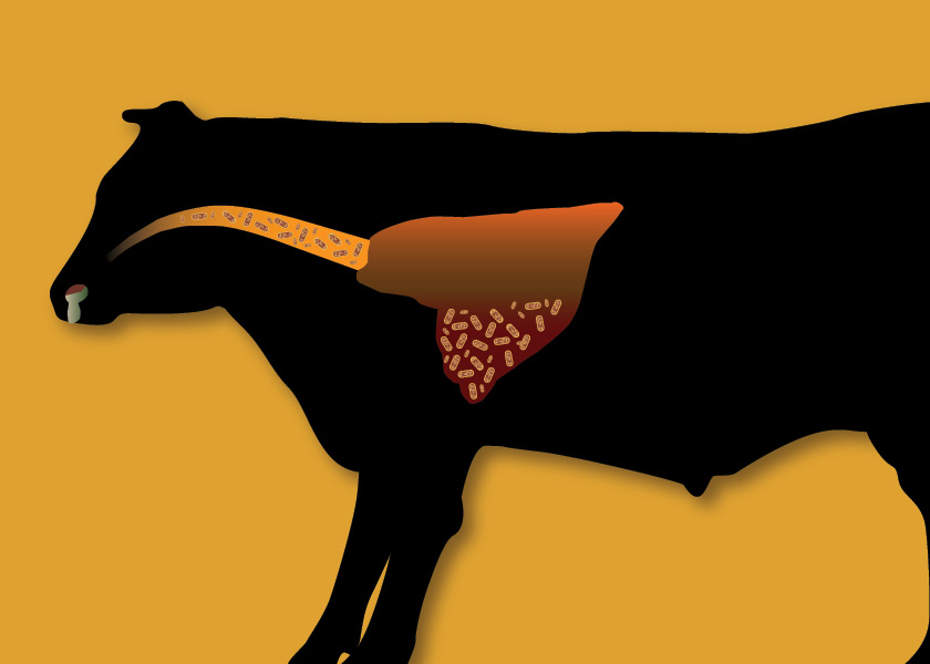 Tweet by AVMA (American Veterinary Medical Association)