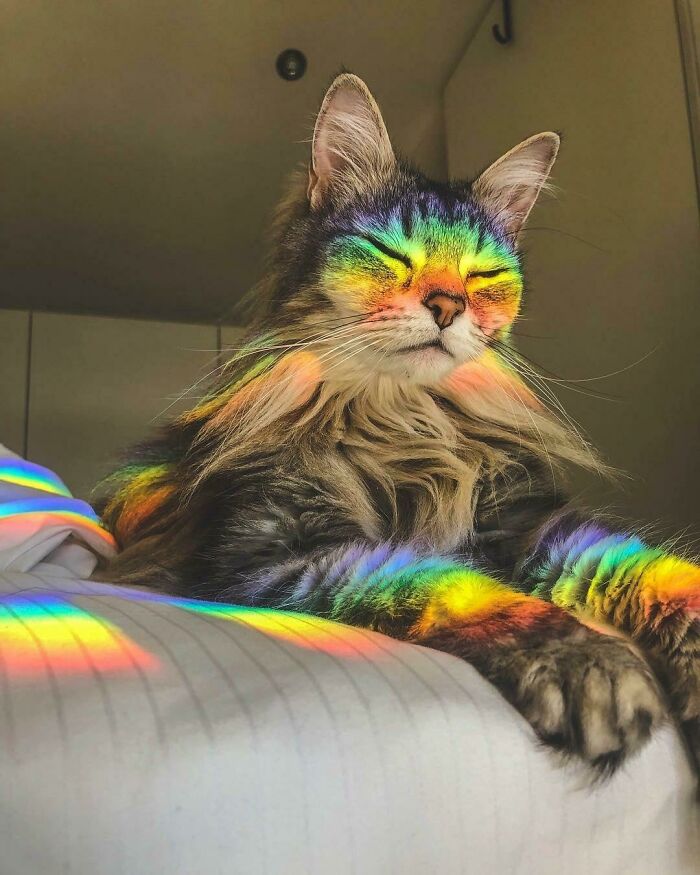 feel the rainbow